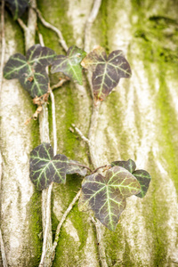 野生植物