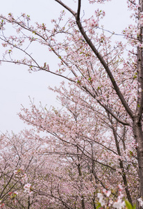 樱花树