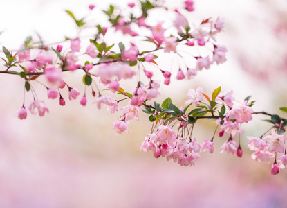 樱花树