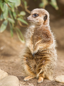 suricate 或猫鼬