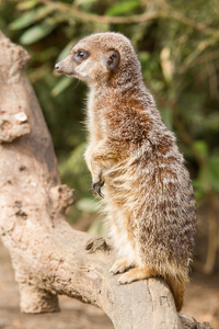 suricate 或猫鼬