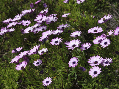 在一个花园中意大利，西西里岛，紫色 daisys