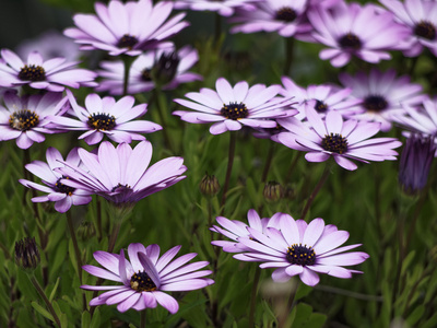 在一个花园中意大利，西西里岛，紫色 daisys