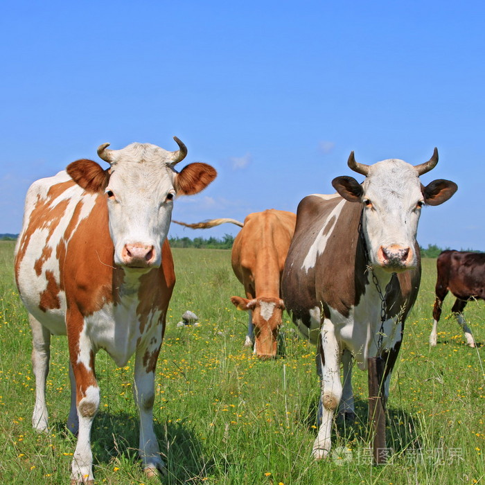 夏季牧场上的牛