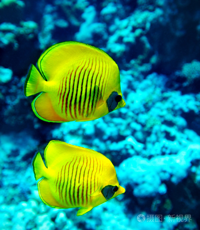 珊瑚鱼在水中的组照片-正版商用图片1bw26r-摄图新视界