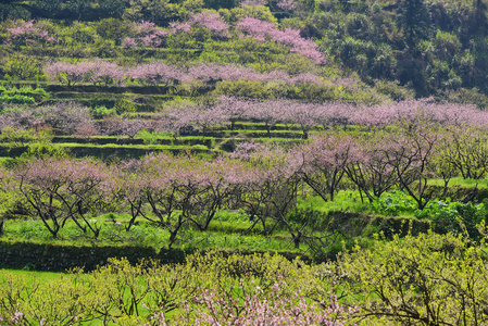 在果园里桃花绽放