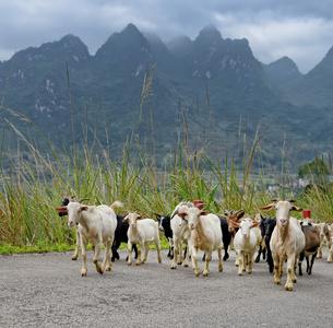 山羊在山上的羊群