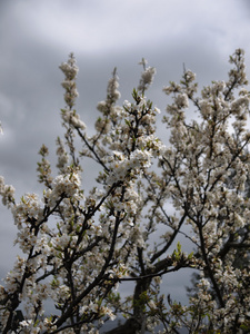 意大利，西西里岛，农村，杏仁树盛开在春天