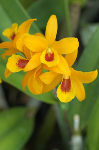 高贵的橙色鲜艳的橙色兰花照片