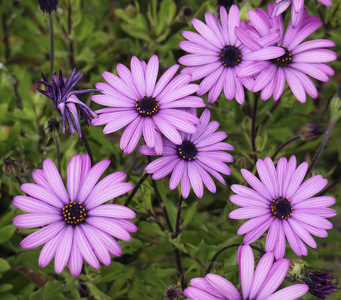 矢车菊在草丛背景下疯狂生长的甘菊白色背景上分离的洋甘菊或洋甘菊花