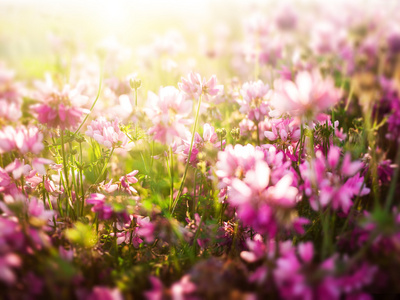 花背景