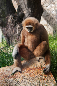 其中白交长臂猿递给白猿照片