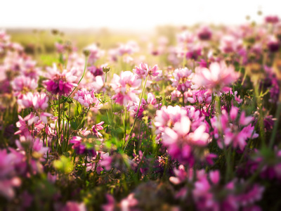 花背景