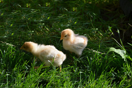 两个雏鸡饲养在花园里