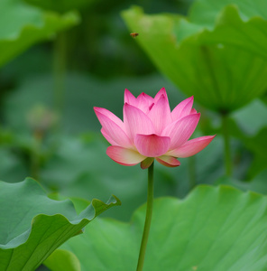 朵盛开的莲花