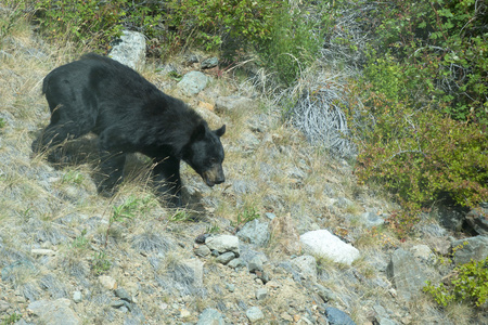 追逐它的猎物的阿拉斯加一只黑熊