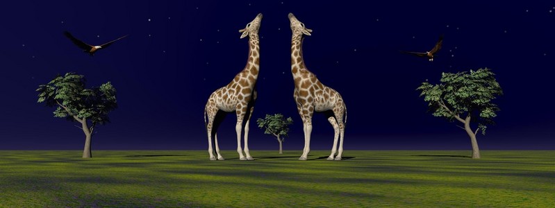 两个长颈鹿和树图片