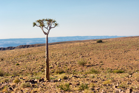 在石沙漠棵孤独的树
