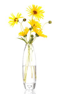 美丽的黄色花朵在花瓶上白色隔离