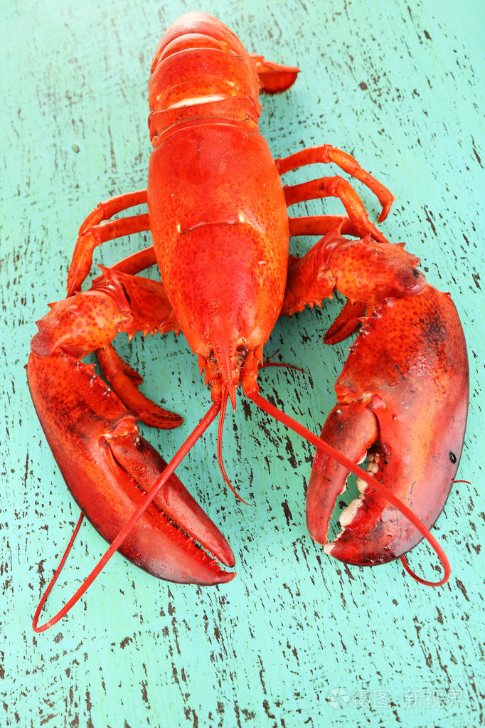 红色龙虾上木表特写