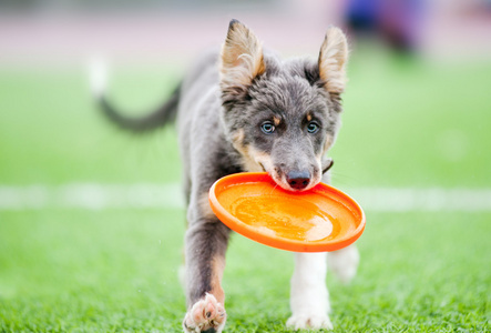 运行只边境牧羊犬小狗