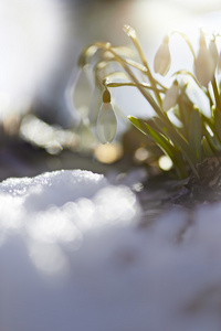 雪莲 花莲 在雪地里