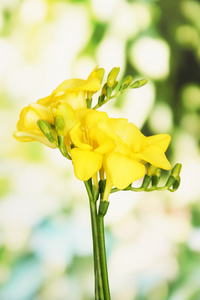 美丽的 freesias，绿色背景