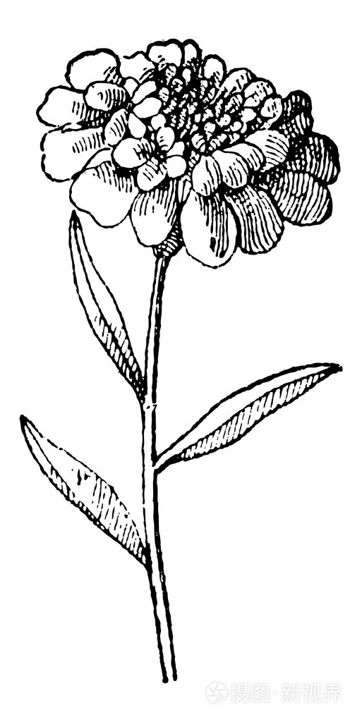 candytuft 或 iberis 猪苓, 复古雕刻插画-正版商用图片1bwkks-摄图新