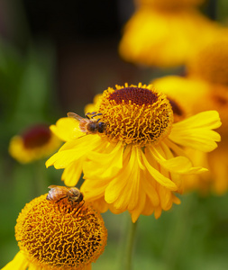 黄色锥花与蜜蜂