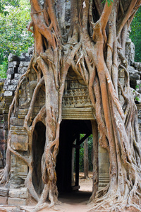 树的根上在吴哥窟遗址古建筑图片
