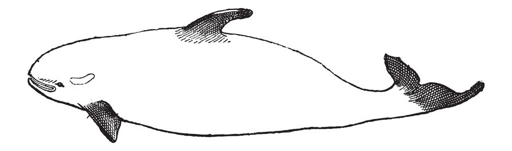 虎鲸或 orcinus orca，复古雕刻