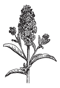 爱琴海局外人或 erysimum 托诱导，复古雕刻