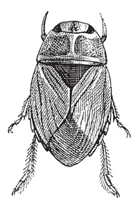 爬行水 bug 或潜蝽科，复古雕刻