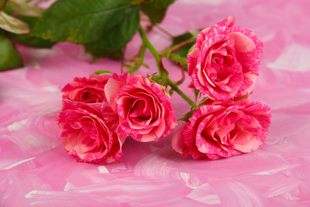 美丽的粉红色玫瑰特写，颜色背景上