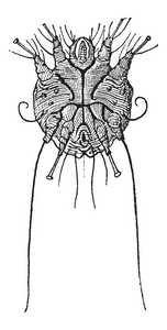 疥螨 scabiei 或痒螨复古雕刻