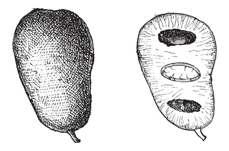 常见木瓜或泡泡 triloba，复古雕刻