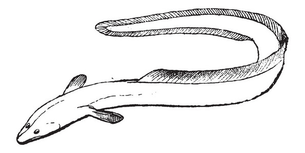 鱼鳍，鳗鱼或鳗鲡 复古的雕刻