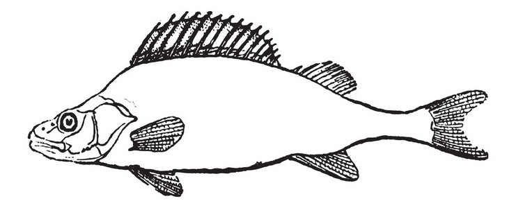 鱼鳍,鲈鱼或 perca sp.,复古雕刻照片