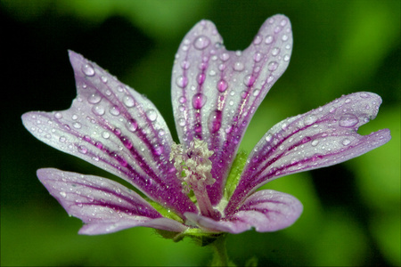 花卉大花葵 alcea 南瓜樟子松 lavatea 木本