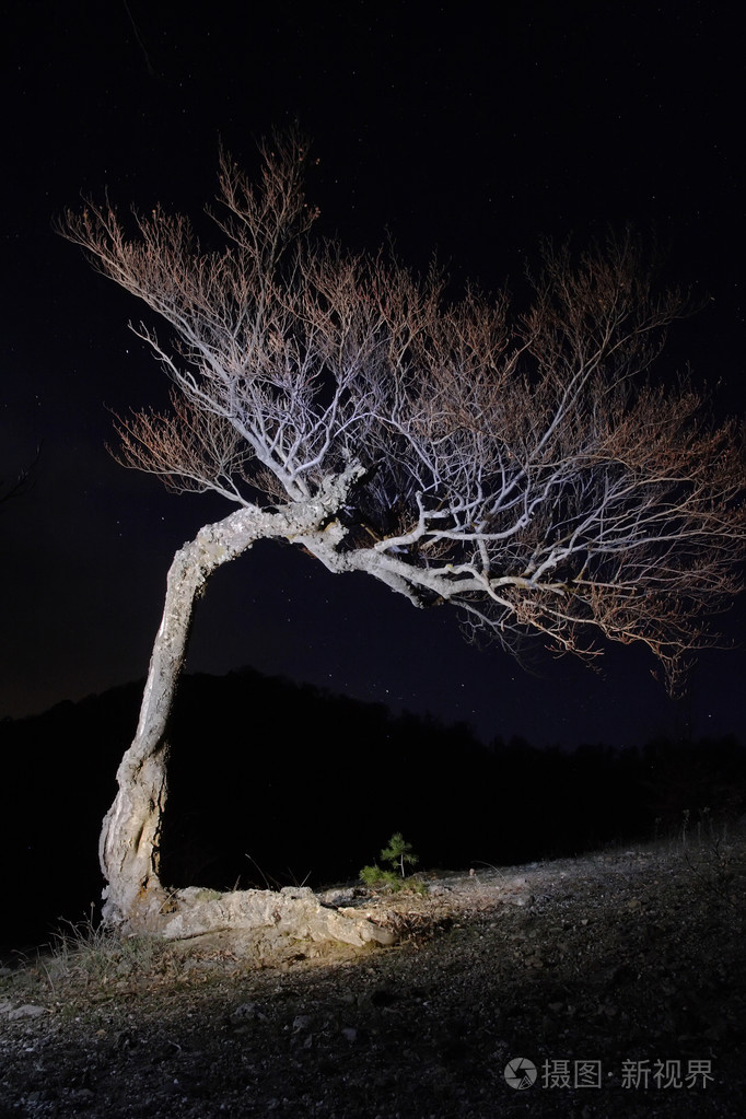 在晚上山上棵孤独的树