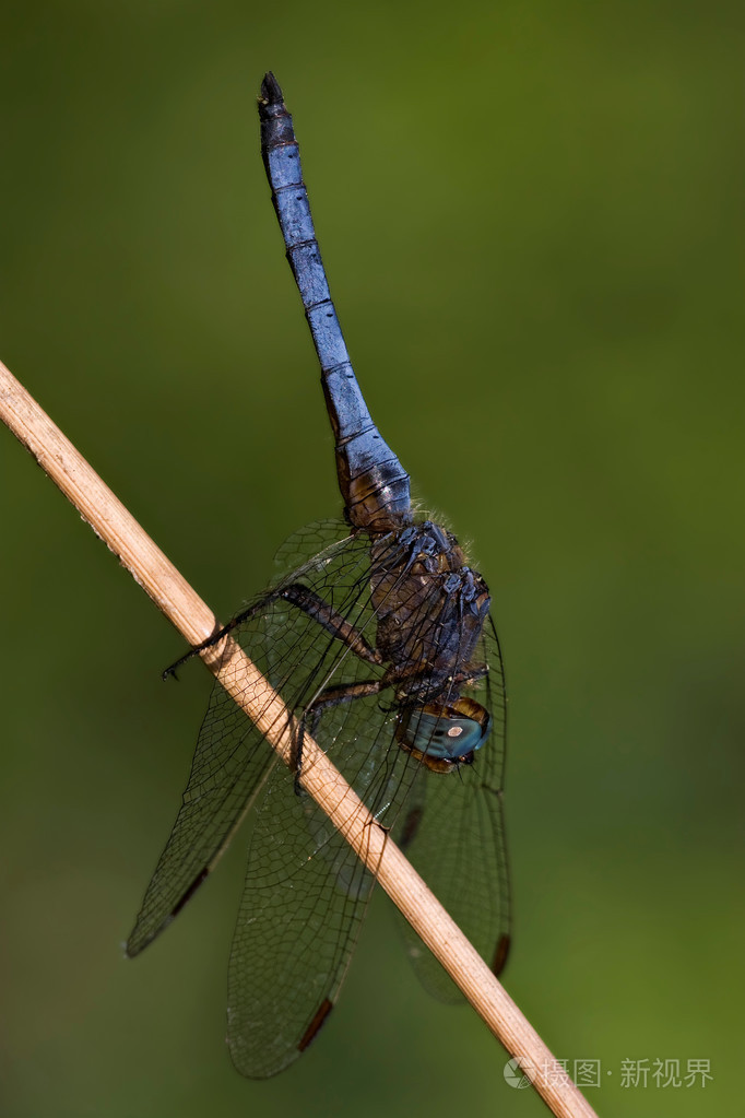 一侧的上野生蓝黑色蜻蜓