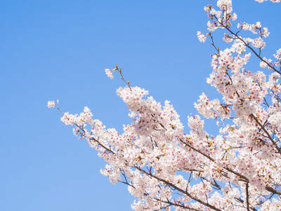 樱花和蓝蓝的天空