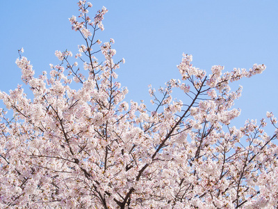 樱花和蓝蓝的天空