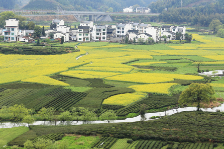 在春天的中国村