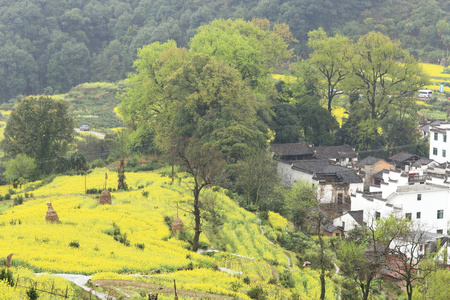 在春天的中国村