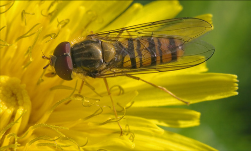 关于白黄色花 volucella