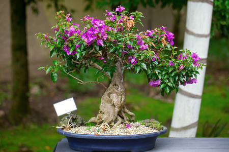 在植物园中的美丽盆景叶子花照片