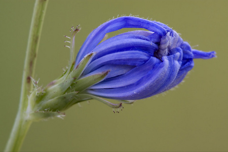 复合菊苣草 pumilium 花