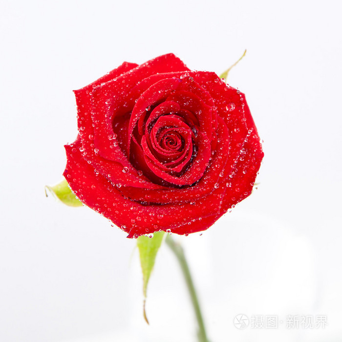 孤立在白色背景上的单个红色玫瑰花卉