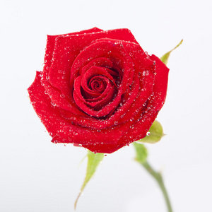 单红色花孤立在白色背景上的单个红色玫瑰花卉照片